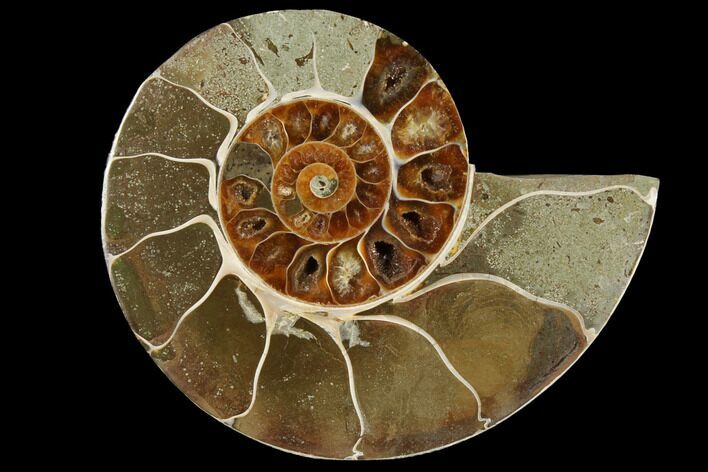 Bargain, Cut Ammonite Fossil (Half) - Madagascar #111506